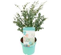 Bloomique - Eucalyptus Gunnii Azura - Plante d’eucalyptus - Plante de jardin - Résistante au gel - Hauteur 40-60 cm - Pot 19 cm