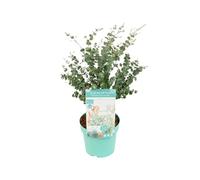 Bloomique - Eucalyptus Gunnii Azura - Plante d’eucalyptus - Plante de jardin - Résistante au gel - Hauteur 40-60 cm - Pot 19 cm