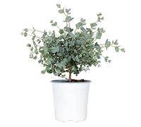 Bloomique - Eucalyptus gunnii - Gommier - Arbuste - Persistant - Hauteur 25-35 cm