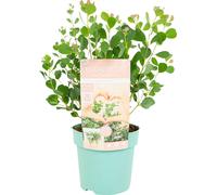 Bloomique – Eucalyptus Websteriana – Eucalyptus – Plantes de jardin – Rustique – ⌀15 cm – 35-45 cm de haut
