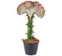 Bloomique - Euphorbia Lactea Cristata - Euphorbe cristée - Plante d'intérieur - Dépolluante - Sans danger pour les animaux - Facile d'entretien - Hauteur 20-30 cm - Pot 11 cm