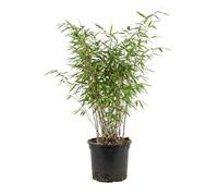 Bloomique - Fargesia Nitida Gansu - Plante bambou - Non envahissante - Rustique - Persistante - Plante haie - Plante de Jardin - 50-70 cm haut - Pot 17 cm
