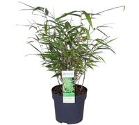 Bloomique - Fargesia rufa - Bambou non traçant - Persistant - Plantes de jardin - Rustique - Hauteur 10-20 cm - Pot 10 cm
