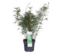 Bloomique - Fargesia rufa - Bambou non traçant - Rustique - Persistant - Plante de jardin - 80-100 cm de Haut - Pot 23 cm