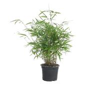 Bloomique - Fargesia Rufa - Bambou - Non traçant - Rustique - Persistant - Plantes de jardin - Hauteur 40-60 cm - Pot 17 cm