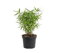 Bloomique - Fargesia Rufa - Plante bambou - Non rampante - Rustique - Persistante - Plante de Jardin - 20-40 cm hauteur - Pot 14 cm