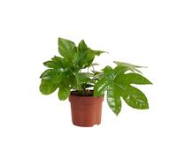 Bloomique - Fatsia Japonica - Plante à doigts - Plantes d'intérieur - Plantes de jardin - Purificatrice d'air - Résistante à l'hiver - 20-30 cm de haut - Pot de 12 cm
