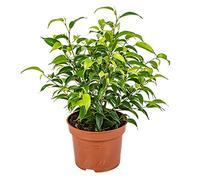 Bloomique - Ficus Benjamina Natasja - Figuier pleureur - Plante d’intérieur - Dépolluante - Facile d’entretien - 20-30 cm de Haut - Pot 12 cm