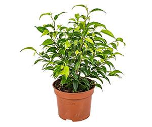 Bloomique - Ficus Benjamina Natasja - Figuier pleureur - Plante d’intérieur - Dépolluante - Facile d’entretien - Hauteur 20-30 cm - Pot 12 cm