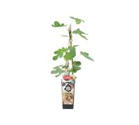 Bloomique - Ficus Carica 'Brown Turkey' - Figuier - Arbres fruitiers - Plantes de jardin - Résistant à l'hiver - ⌀14 cm - Hauteur 60-70cm