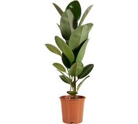 Bloomique - Ficus Elastica Robusta - Hévéa - Plante à caoutchouc - Plantes d'intérieur - Purificateur d'air - Très facile d'entretien - 80-100 cm de haut - Pot 21 cm