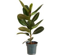 Bloomique - Ficus Elastica Robusta - Hévéa - Plante à caoutchouc - Plantes d'intérieur - Purificateur d'air - Très facile d'entretien - 50-60 cm de haut - Pot 17 cm