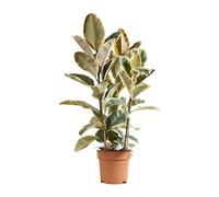 Bloomique - Ficus Elastica Tineke - Caoutchouc - Plante d'intérieur - Purificateur d'air - 90-110 cm de haut - Pot 27