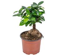 Bloomique - Ficus Ginseng - Bonsaï - Plantes d’intérieur - Dépolluante - Facile d’entretien - 20-30 cm de Haut - Pot 12 cm