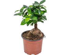 Bloomique - Ficus Ginseng - Bonsaï - Plantes d’intérieur - Dépolluante - Facile d’entretien - 20-30 cm de Haut - Pot 12 cm