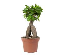 Bloomique - Ficus Ginseng - Bonsaï - Plantes d’intérieur - Dépolluante - Facile d’entretien - 25-35 cm de haut - Pot 15 cm