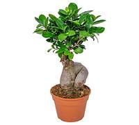 Bloomique - Ficus Ginseng - Bonsaï - Plantes d’intérieur - Dépolluante - Facile d’entretien - 30-40 cm de haut - Pot 17 cm