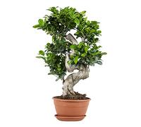 Bloomique - Ficus Ginseng - Forme en S - Bonsaï - Plante d'intérieur - Dépolluante - Facile d'entretien - Hauteur : 60-80 cm - Pot de 24 cm