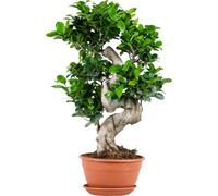 Bloomique - Ficus Ginseng - Forme en S - Bonsaï - Plantes d’intérieur - Dépolluante - Facile d’entretien - Hauteur 30-40 cm - Pot 17 cm