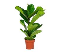 Bloomique - Ficus Lyrata - Figuier lyre - Plante d’intérieur - Dépolluante - Facile d’entretien - 50-60 cm de haut - Pot 17 cm