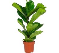 Bloomique - Ficus Lyrata - Figuier lyre - Plante d’intérieur - Dépolluante - Facile d’entretien - 50-60 cm de haut - Pot 17 cm