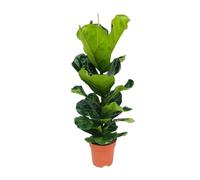 Bloomique - Ficus Lyrata - Figuier lyre - Plante d’intérieur - Dépolluante - Facile d’entretien - Pot 21 cm - Hauteur 80-100 cm
