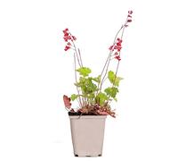 Bloomique - Heuchera Sanguinea 'Splendens' - Heuchère - Plantes de jardin - Rustique - Sans danger pour les animaux - Hauteur 10-20 cm - Pot 9x9 cm