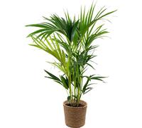 Bloomique - Howea Forsteriana - Palmier Kentia - Plante d’intérieur - Dépolluante - Sans danger pour les animaux - 80-100 cm de haut - Panier en jonc de mer 19 cm