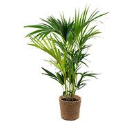 Bloomique - Howea Forsteriana - Palmier Kentia - Plante d’intérieur - Dépolluante - Sans danger pour les animaux - 80-100 cm de haut - Panier en jonc de mer 19 cm