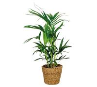 Bloomique - Howea Forsteriana - Palmier Kentia - Plante d’intérieur - Dépolluante - Sans danger pour les animaux - Hauteur 80-100 cm - Panier en rotin 19 cm