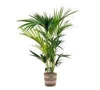 Bloomique - Howea Forsteriana - Palmier Kentia - Plante d’intérieur - Dépolluante - Sans danger pour les animaux - 80-100 cm de haut - Panier en jute 19 cm