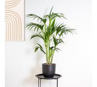 Bloomique - Howea Forsteriana - Palmier Kentia - Plante d’intérieur - Dépolluante - Sans danger pour les animaux - 120-140 cm de haut - Pot 24 cm