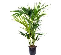 Bloomique - Howea Forsteriana - Palmier Kentia - Plantes d’intérieur - Dépolluante - Pet Friendly - 80-100 cm de Haut - Pot 19 cm