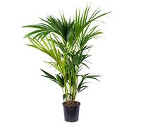 Bloomique - Howea Forsteriana - Palmier Kentia - Plantes d’intérieur - Dépolluante - Sans danger pour les animaux - Hauteur 80-100 cm - Pot 19 cm
