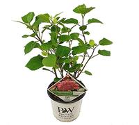 Bloomique - Hydrangea Pink Annabelle - Hortensia - Rose - Plantes de jardin - Résistante au gel - 40-50 cm de haut - Pot 19 cm