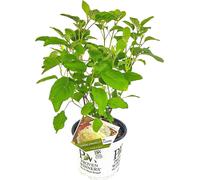 Bloomique - Hydrangea Strong Annabelle - Hortensia - Blanc - Plantes de jardin - Résistante au gel - 40-50 cm de haut - Pot 19 cm