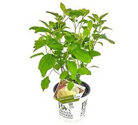 Bloomique - Hydrangea Strong Annabelle - Hortensia - Blanc - Plantes de jardin - Résistante au gel - 40-50 cm de haut - Pot 19 cm