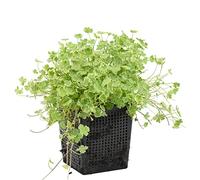 Bloomique - Hydrocotyle Variegata - Hydrocotyle panachée - Plantes de bassin - Plantes aquatiques - Rustique - Hauteur 10-20 cm - Pot 11 cm