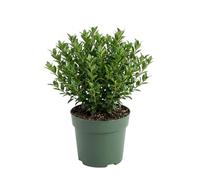 Bloomique - Ilex Crenata Jenny - Houx du Japon - Plante rustique - Plante balcon - Hauteur 10-20 cm - Pot 10 cm