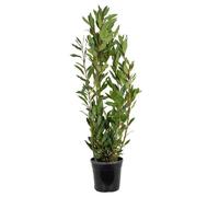 Bloomique - Laurus Nobilis - Laurier-sauce - Plantes de jardin - Rustique - Hauteur 80-100 cm - Pot 21 cm