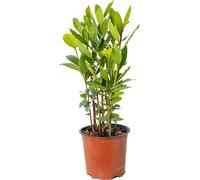Bloomique - Laurus Nobilis - Laurier vrai - Plante de laurier - Plantes de jardin - Rustique - Hauteur 40-50 cm - Pot 15 cm
