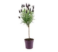 Bloomique - Lavandula Stoechas Anouk - Lavande Papillon sur Tige - Rustique - Plante balcon - Plante jardin - Parfumée - Hauteur 20-30 cm - Pot 12 cm