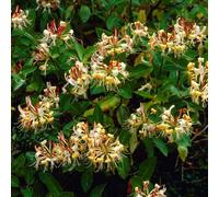 Bloomique - Lonicera henryi - Chèvrefeuille - Orange et rouge - Plantes grimpantes - Plantes de jardin - Persistantes - Rustiques - 50-70 cm de haut - Pot 15 cm