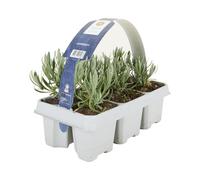 Bloomique - Lot de 1 - Lavandula angustifolia 'White' - Lavande blanche - Rustique - Parfumée - Pour balcon et jardin - Hauteur 10-20 cm - Motte 6 cm