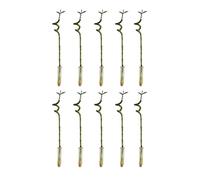 Bloomique - Lot de 10 - Dracaena Sanderiana - Lucky Bamboo - Lucky Bamboo - Plantes d'intérieur - Purificateur d'air - Facile à entretenir - 40-50cm de Haut