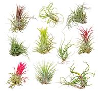 Bloomique - Lot de 10 - Tillandsia - Plantes aériennes - Dépolluantes - Très faciles d’entretien - 5-15 cm
