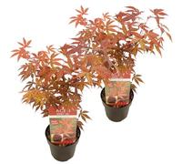 Bloomique - Lot de 2 - Acer palmatum Atropurpureum - Érable du Japon - Feuillage pourpre - Résistant au froid - 40-50 cm de Haut - Pot 15 cm