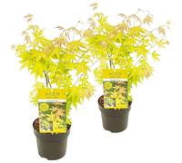 Bloomique - Lot de 2 - Acer palmatum 'Orange Dream' - Érable du Japon - Feuillage orange - Résistant au froid - Hauteur 40-50 cm - Pot 15 cm