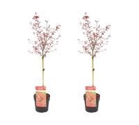 Bloomique - Lot de 2 - Acer Palmatum Shaina - Érable du Japon sur tronc - Plantes de jardin - Arbre - Rustique - 80-100 cm de haut - Pot 19 cm