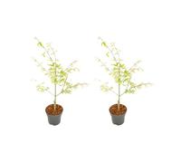 Bloomique - Lot de 2 - Acer Palmatum 'Ukigumo' - Érable du Japon - Plantes de jardin - Résistantes à l'hiver - ⌀13 cm - 30-35 cm